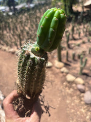 👑🌶️🌶️ KR04 — Whole Rooted Graft
