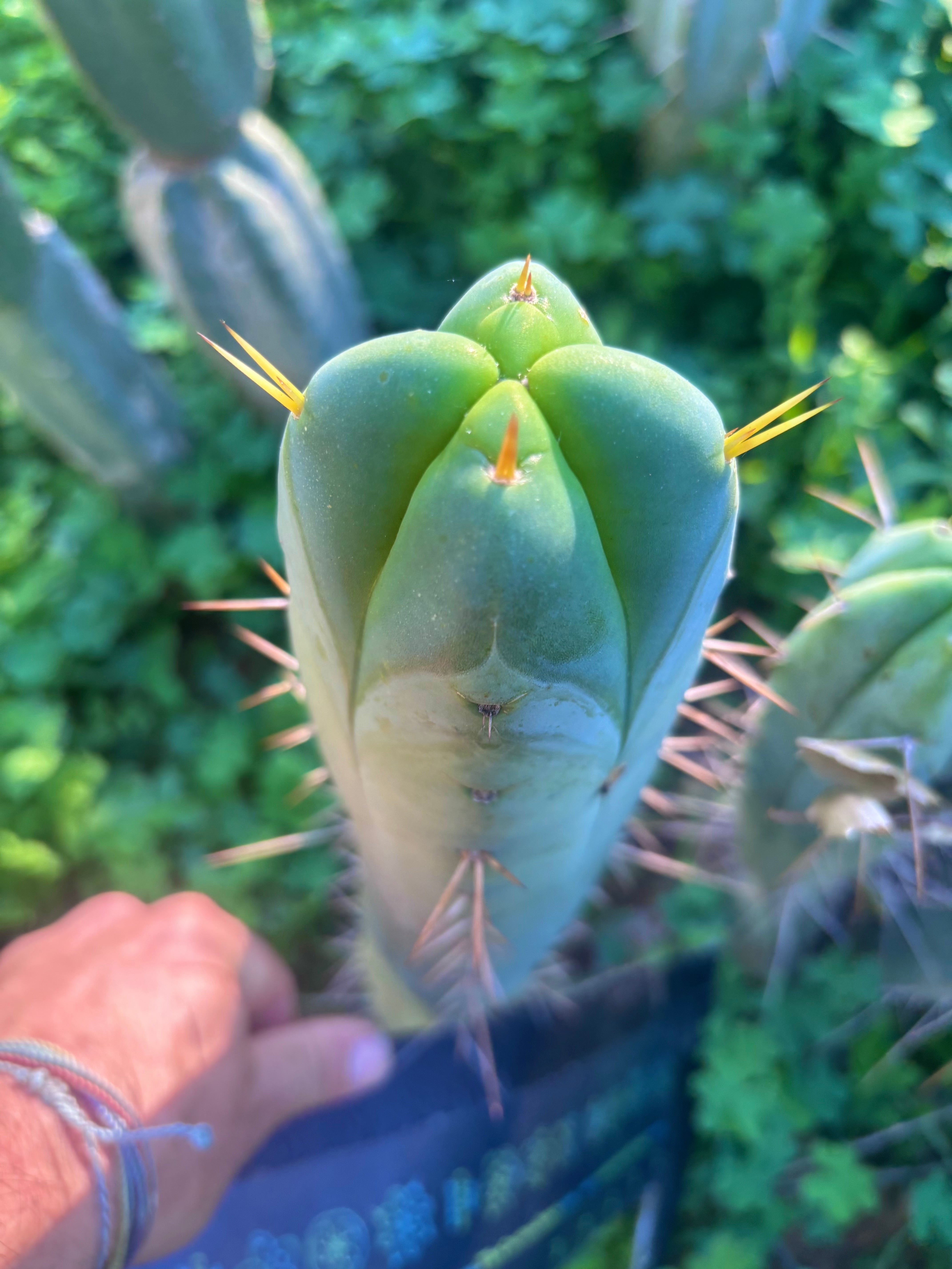 💎👑🌶️🌶️ SS02  — 10” FourWang Tip
