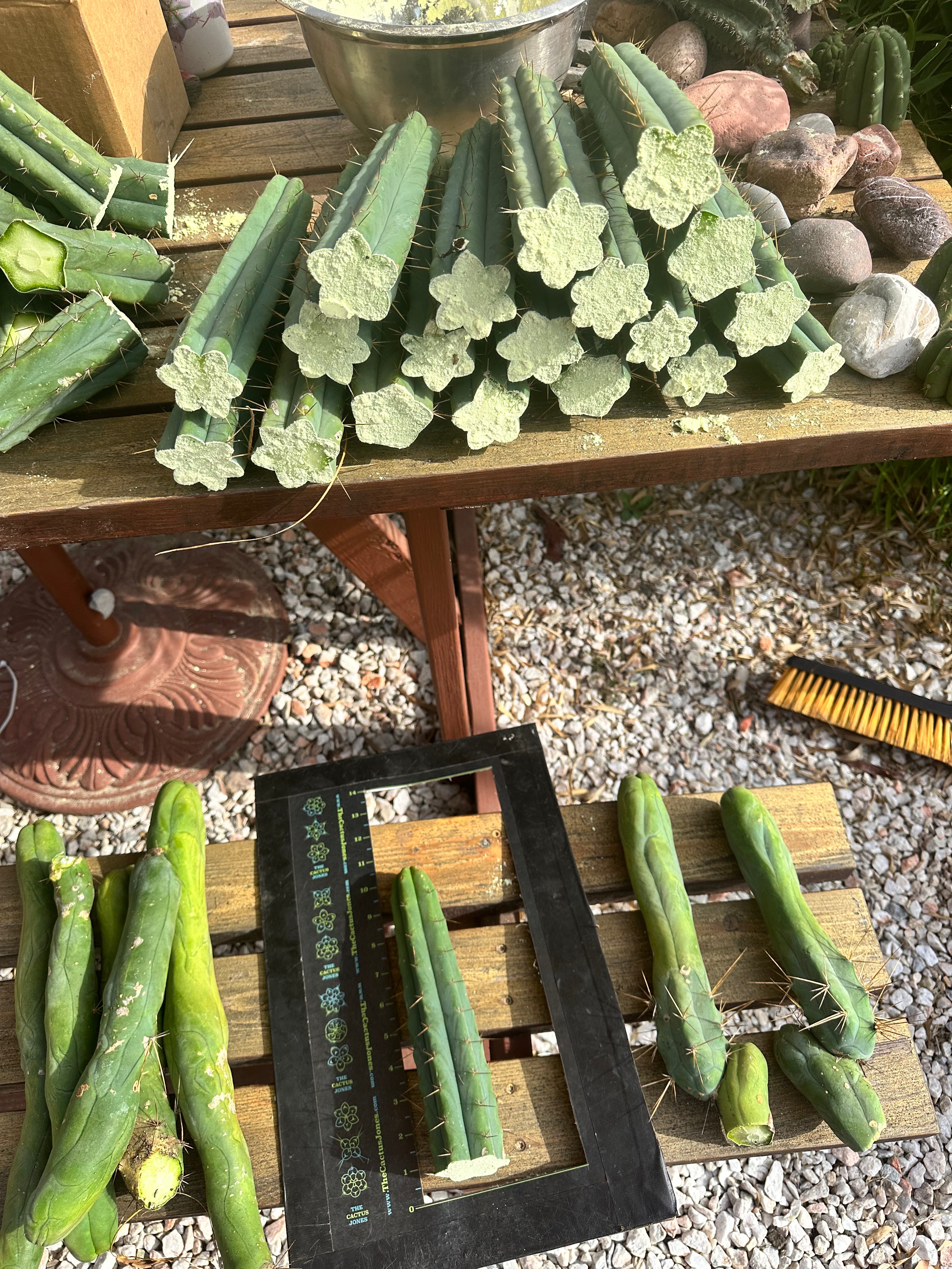 10” Bridgesii Tips — FREE ADD-ON ITEM!