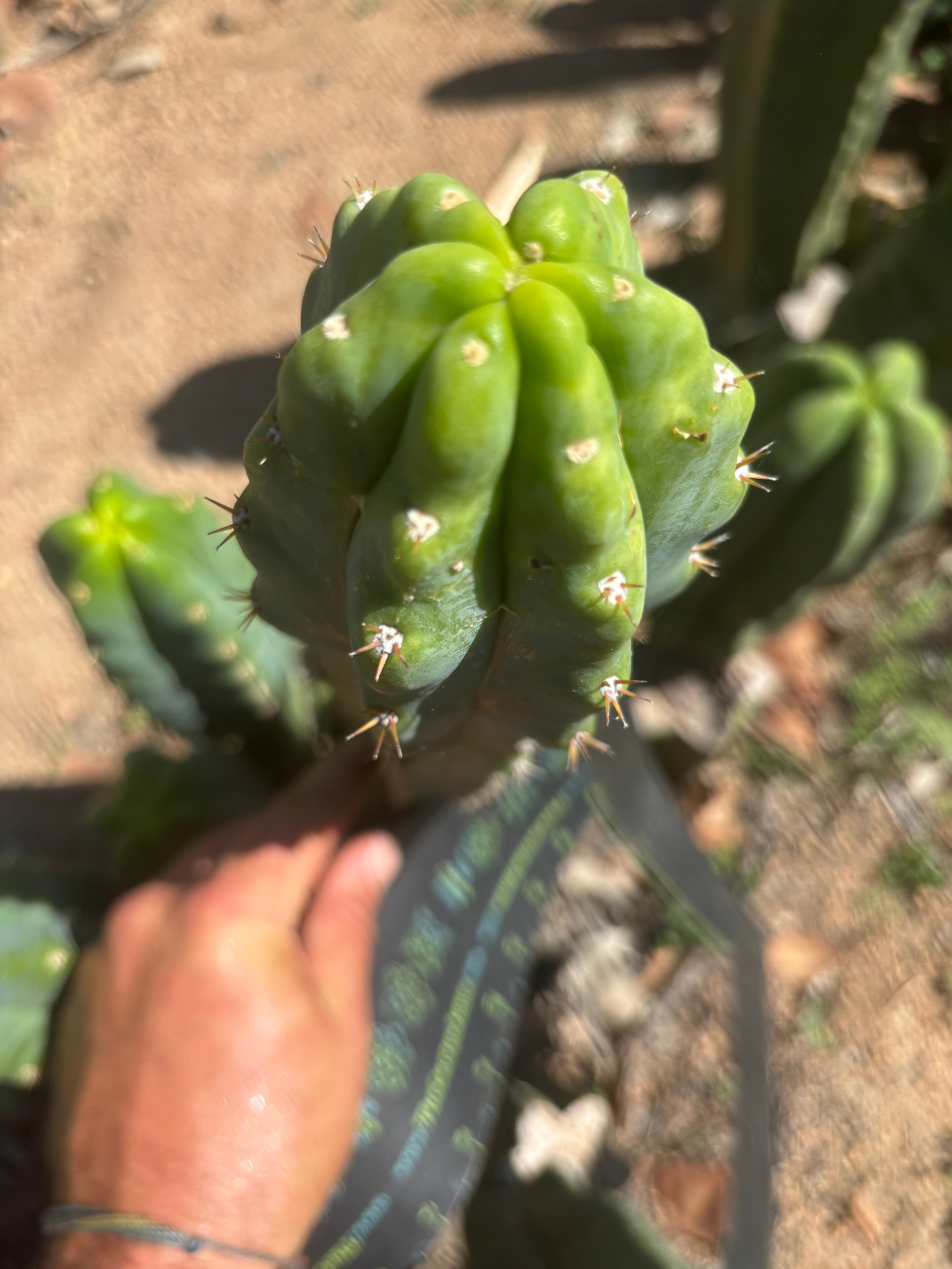 🌶️🌶️ NoidTwo — 10” Tip