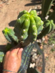 🌶️🌶️ NoidTwo — 10” Tip