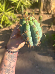 👑💎 Papa Smurf — 5” Pup