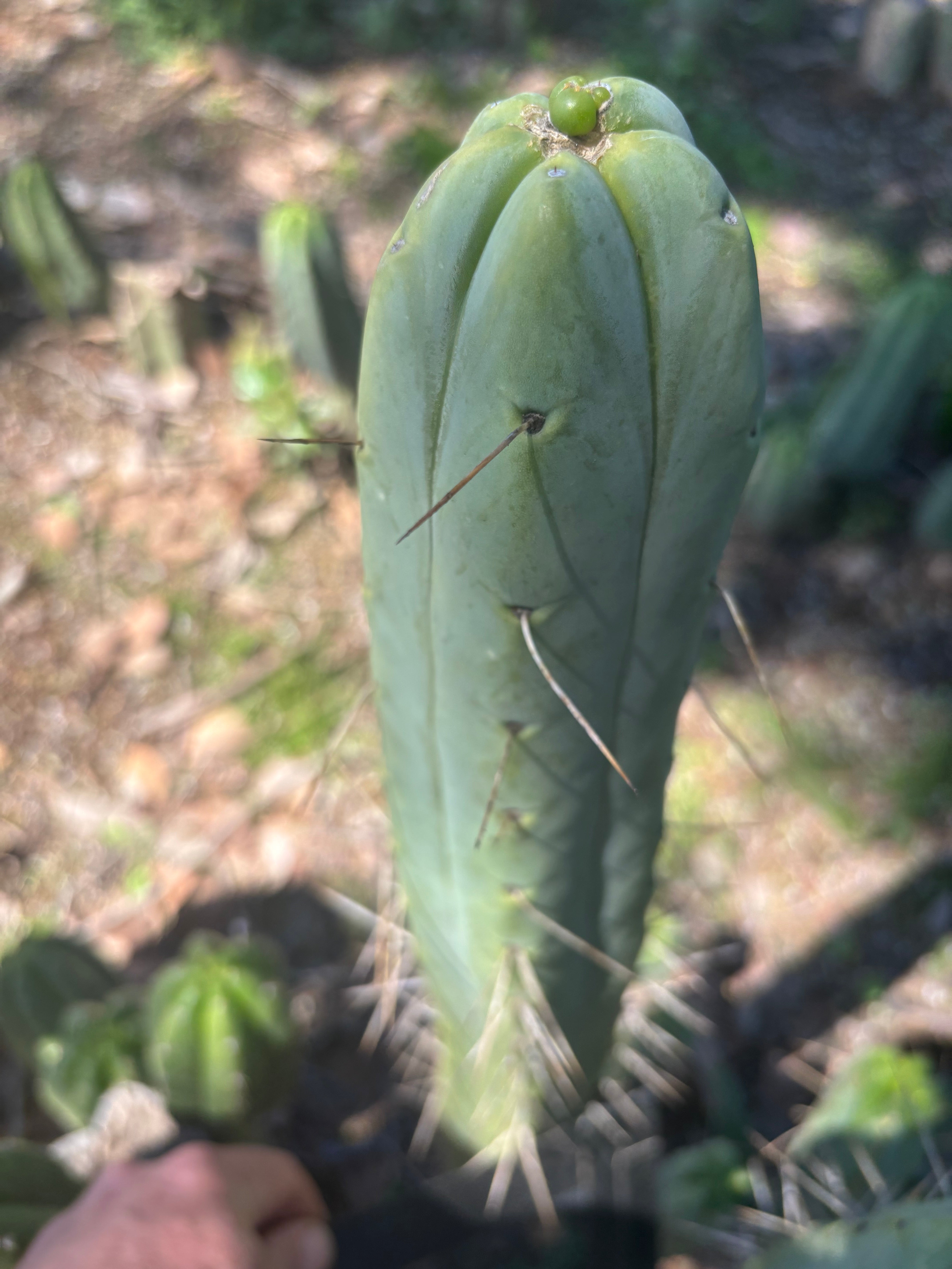👑🌶️ BBB — XL 14” Tip