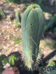 👑🌶️ BBB — XL 14” Tip
