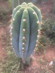 💎👑🌶️ CGG — MASSIVE 17” Melon