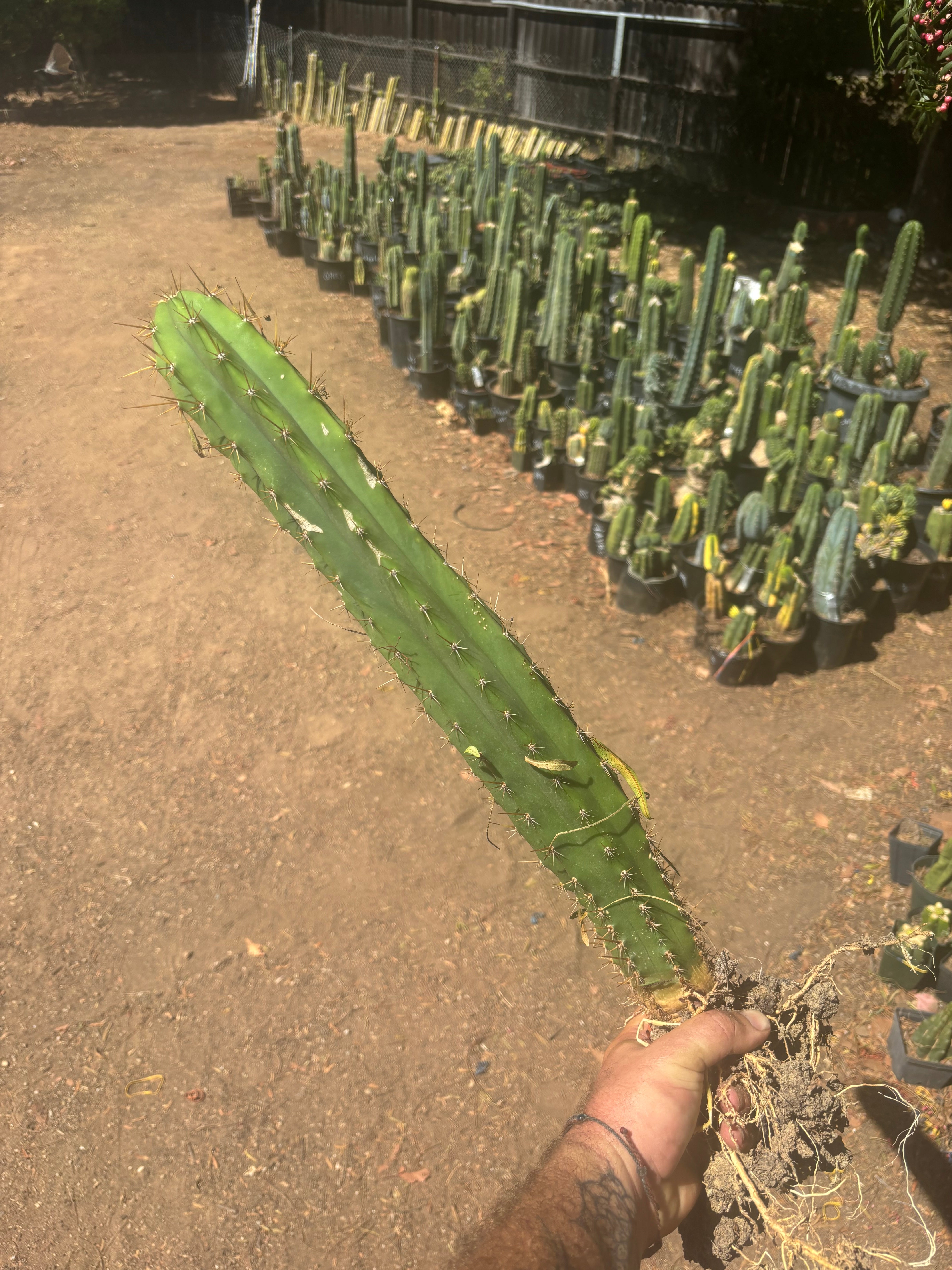 💎 Chavin de Huantar x Lumberjack — Seed Grown XL Rooted