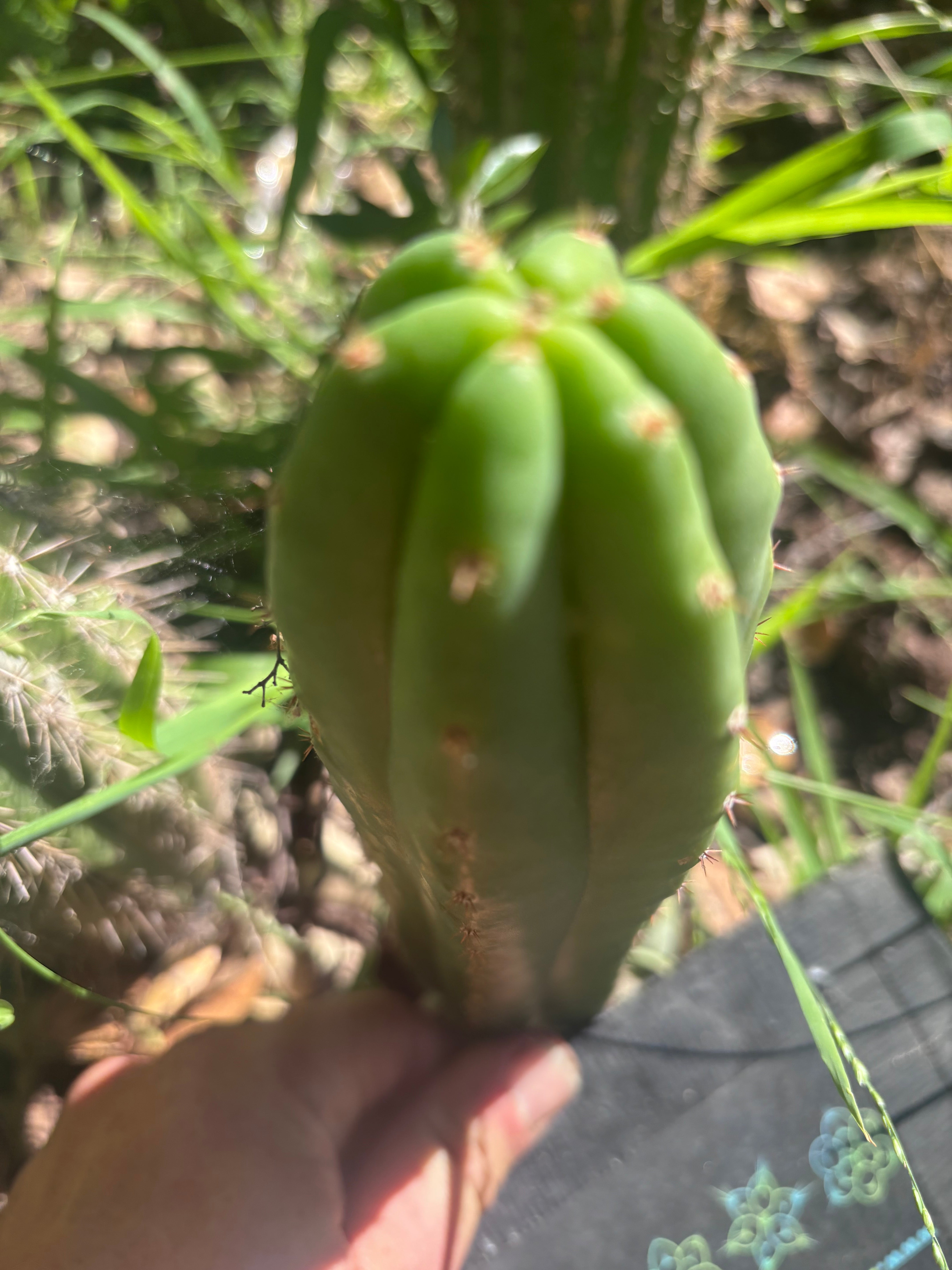 👑🌶️🌶️ KR04 — 8” Tip