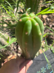 👑🌶️🌶️ KR04 — 8” Tip