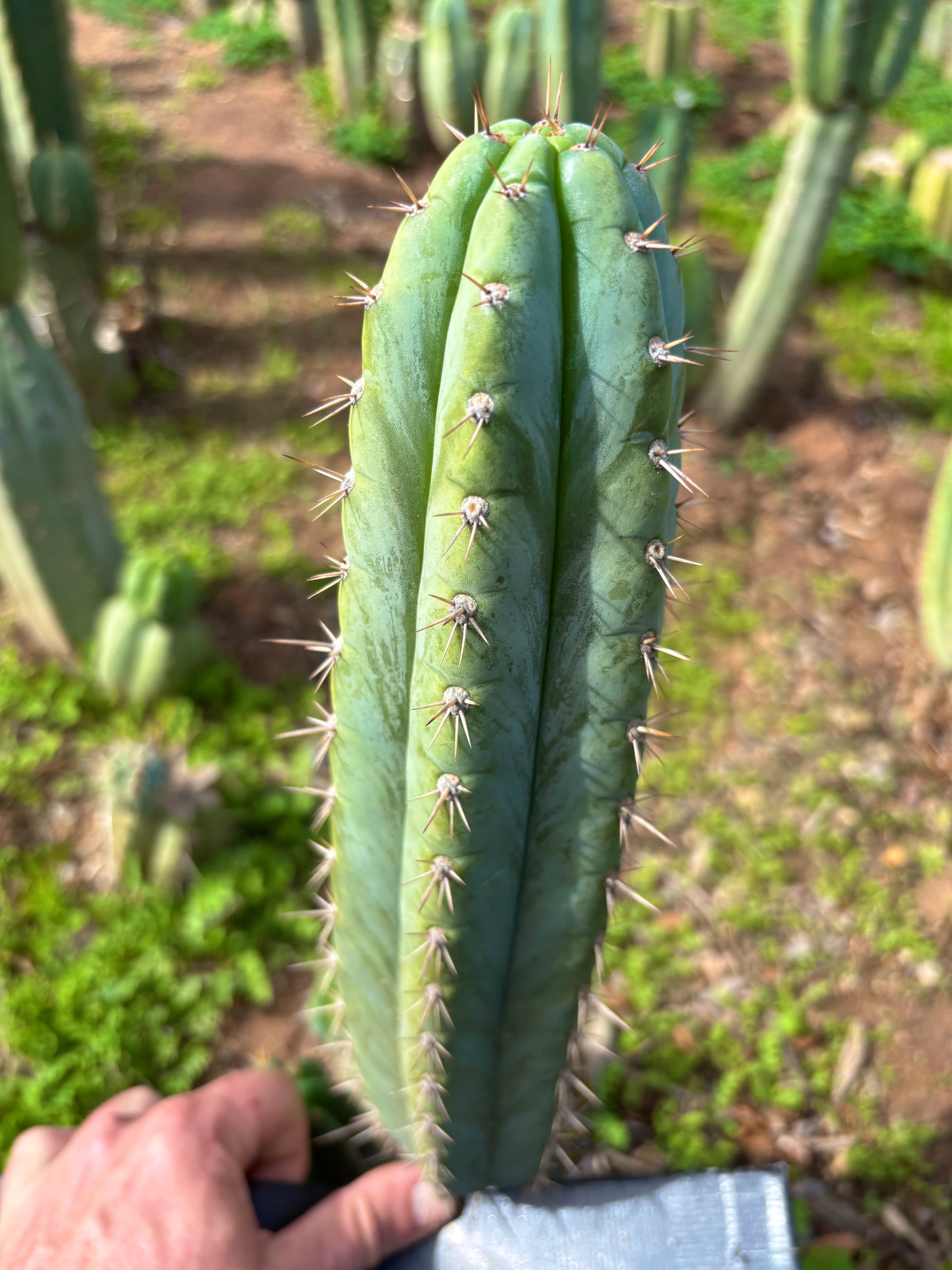 👑🌶️ Kimnach — Flawless 12” Pup