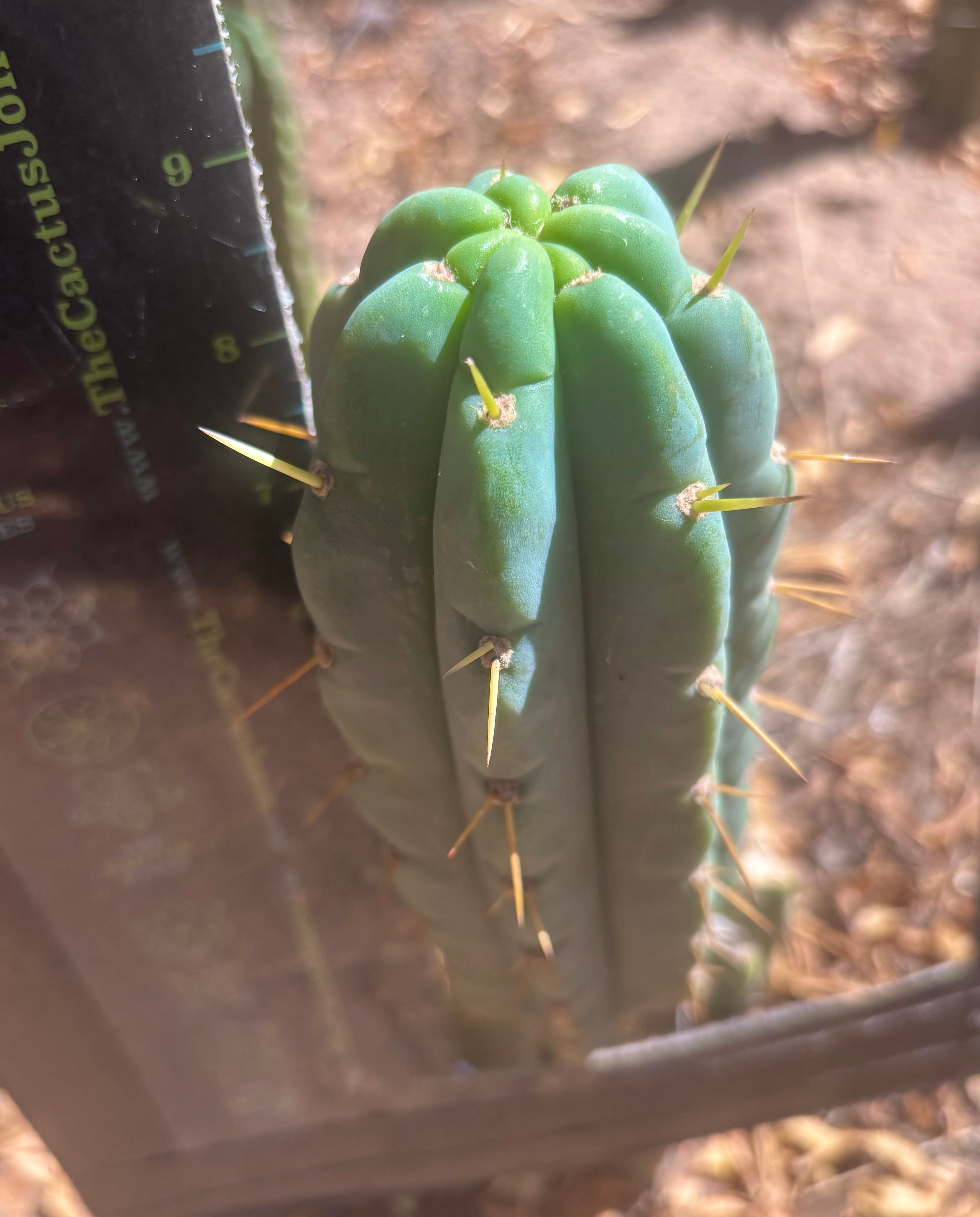💎👑💎 Amazonas — 9” Pup