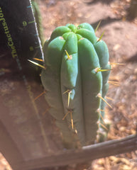 💎👑💎 Amazonas — 9” Pup