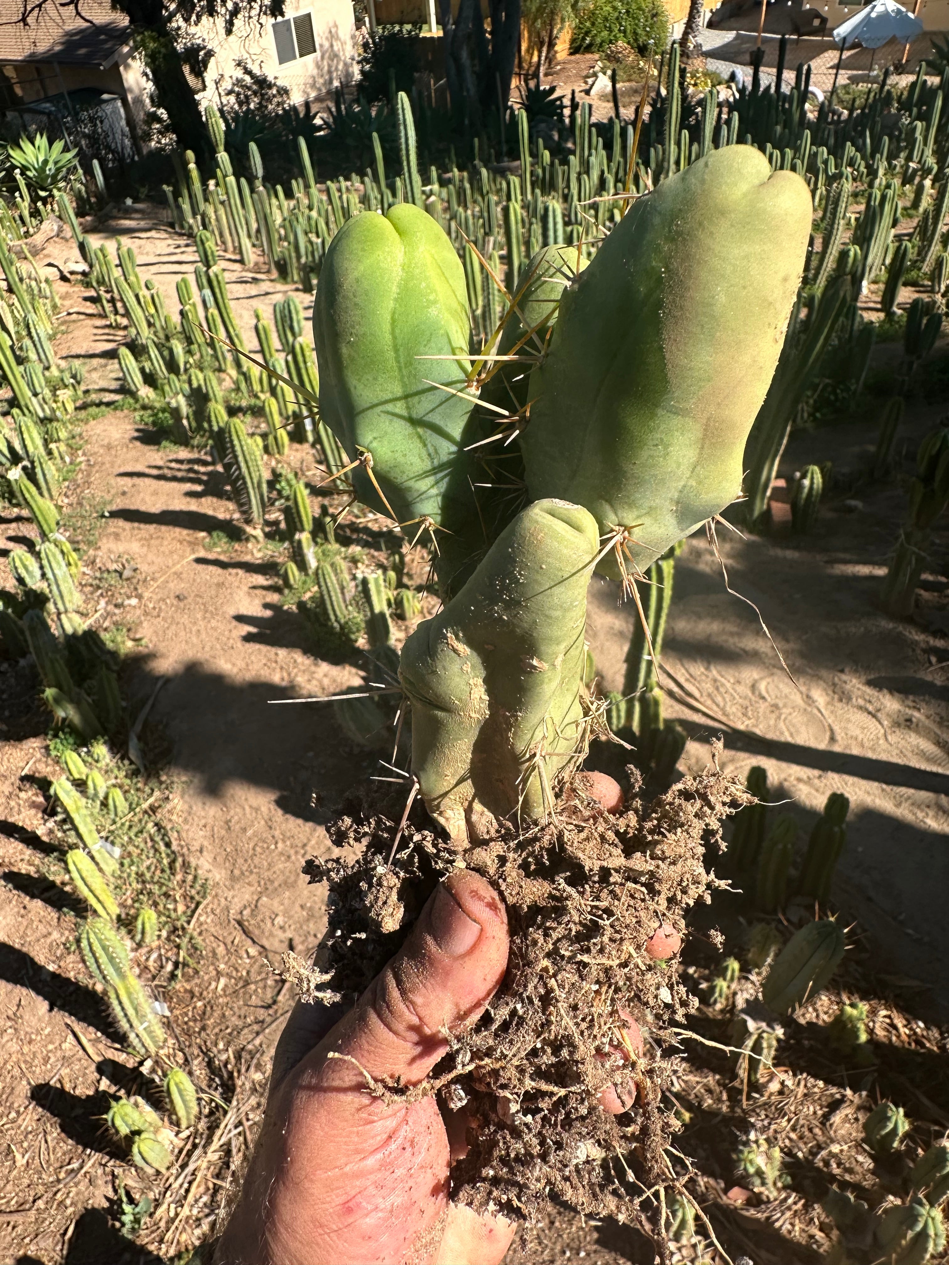 👑🌶️🌶️  TBM  — Rooted Cluster #1