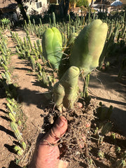 👑🌶️🌶️  TBM  — Rooted Cluster #1