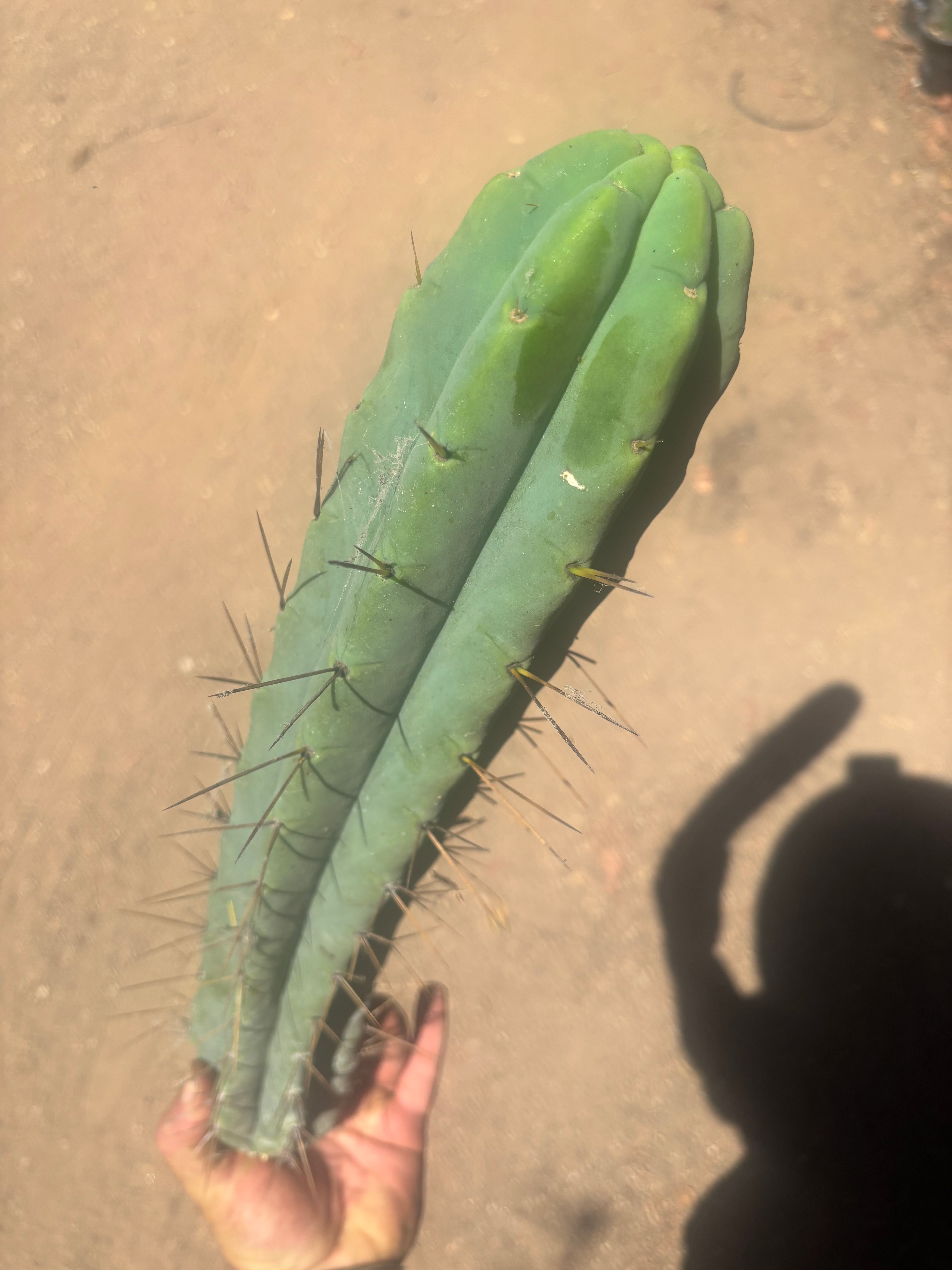 👑🌶️🌶️ Eileen — XL 16” Pups — 3 Identical in Stock