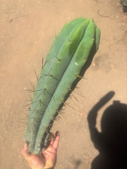 👑🌶️🌶️ Eileen — XL 16” Pups — 3 Identical in Stock