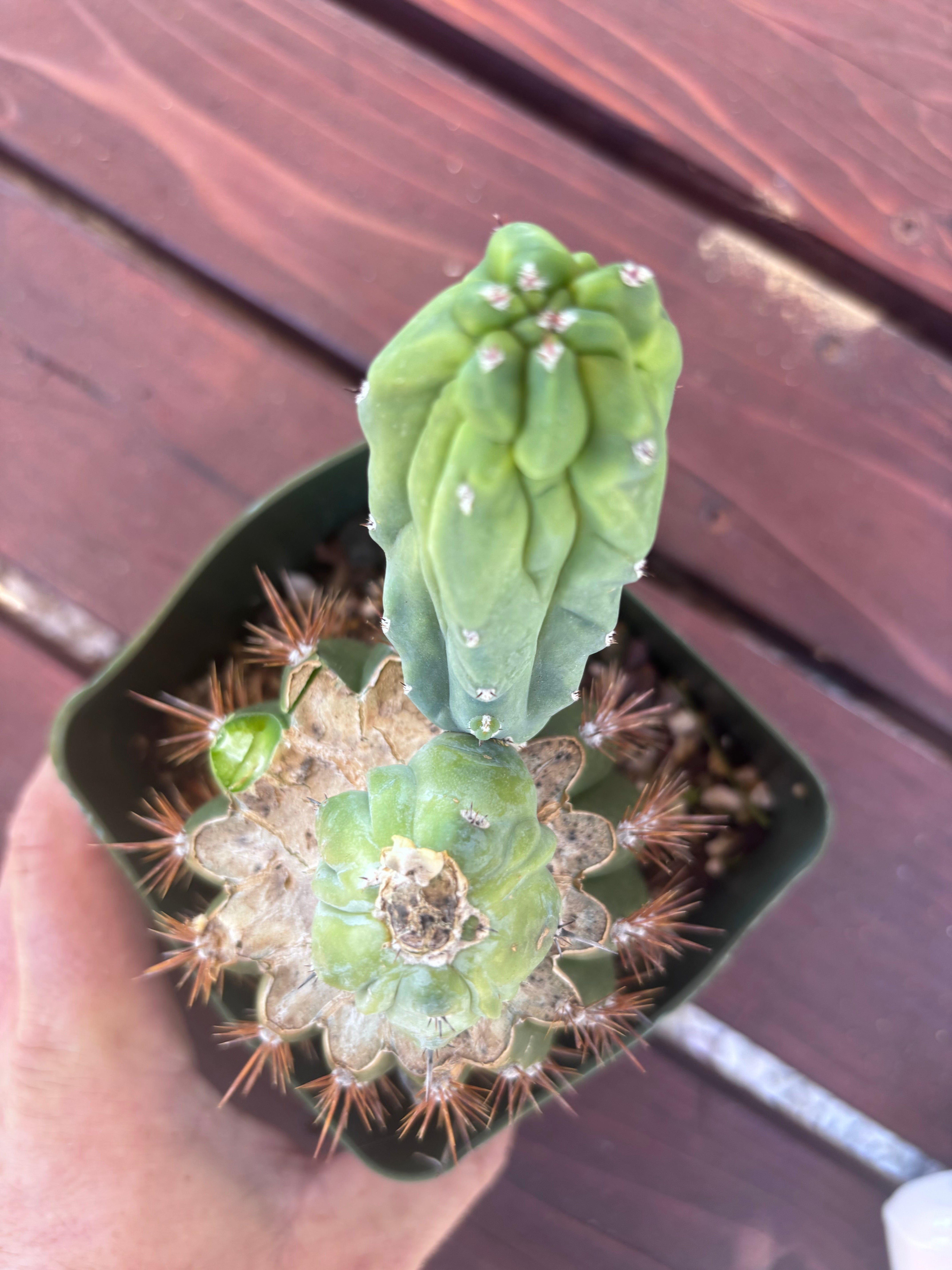 👑💎 Grecas — Butt Graft with Pup