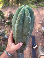 👑🌶️ Pierre — XL Magnum 14” Tip