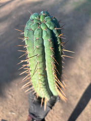 👑🌶️💎 Xochi — XXL 21” Tip