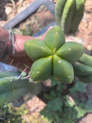 👑🌶️ Another Zulk Melon