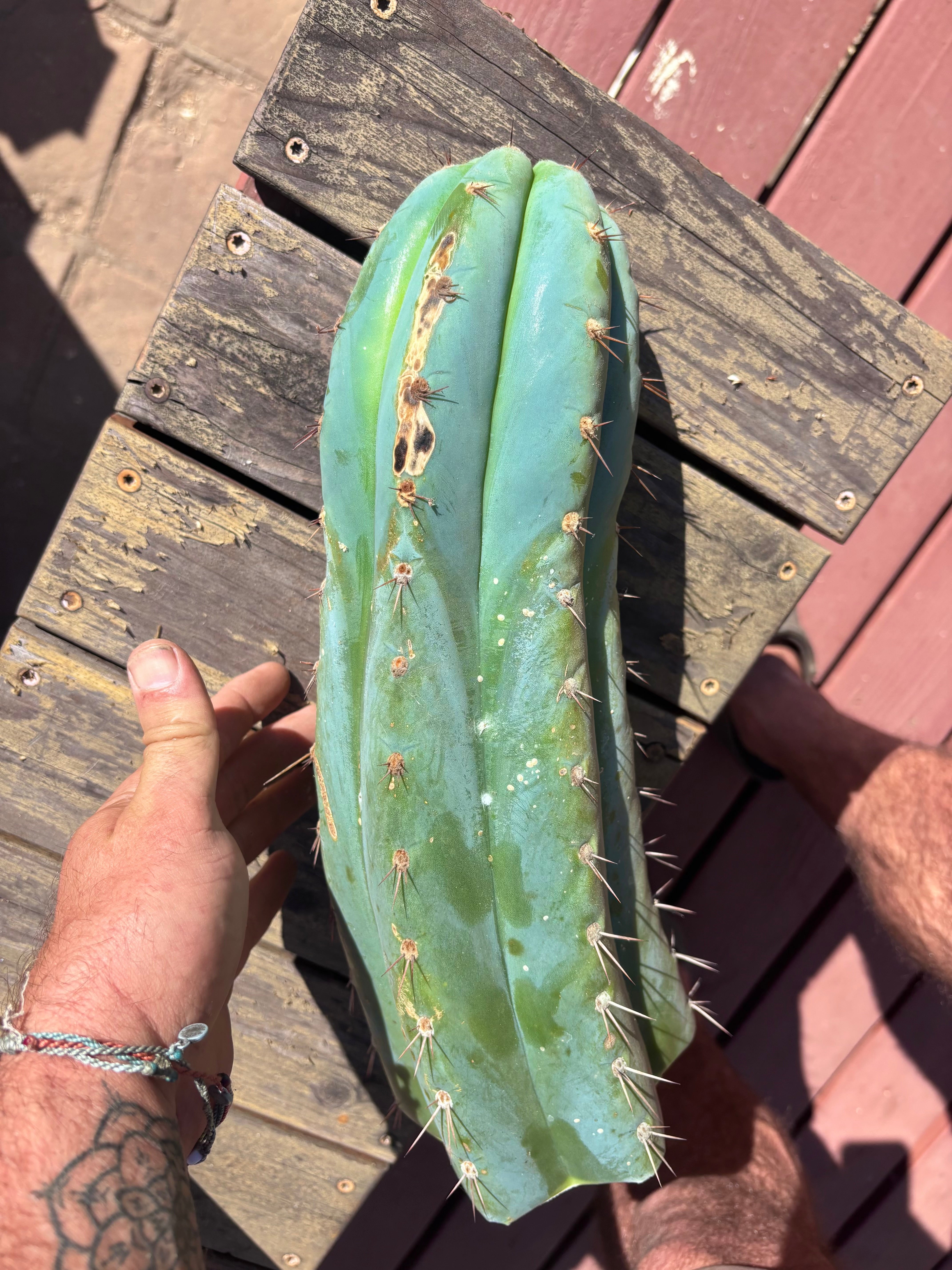 💎👑🌶️ CGG — XL 15” Tip