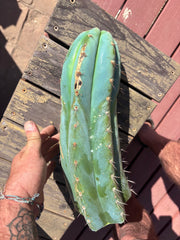 💎👑🌶️ CGG — XL 15” Tip
