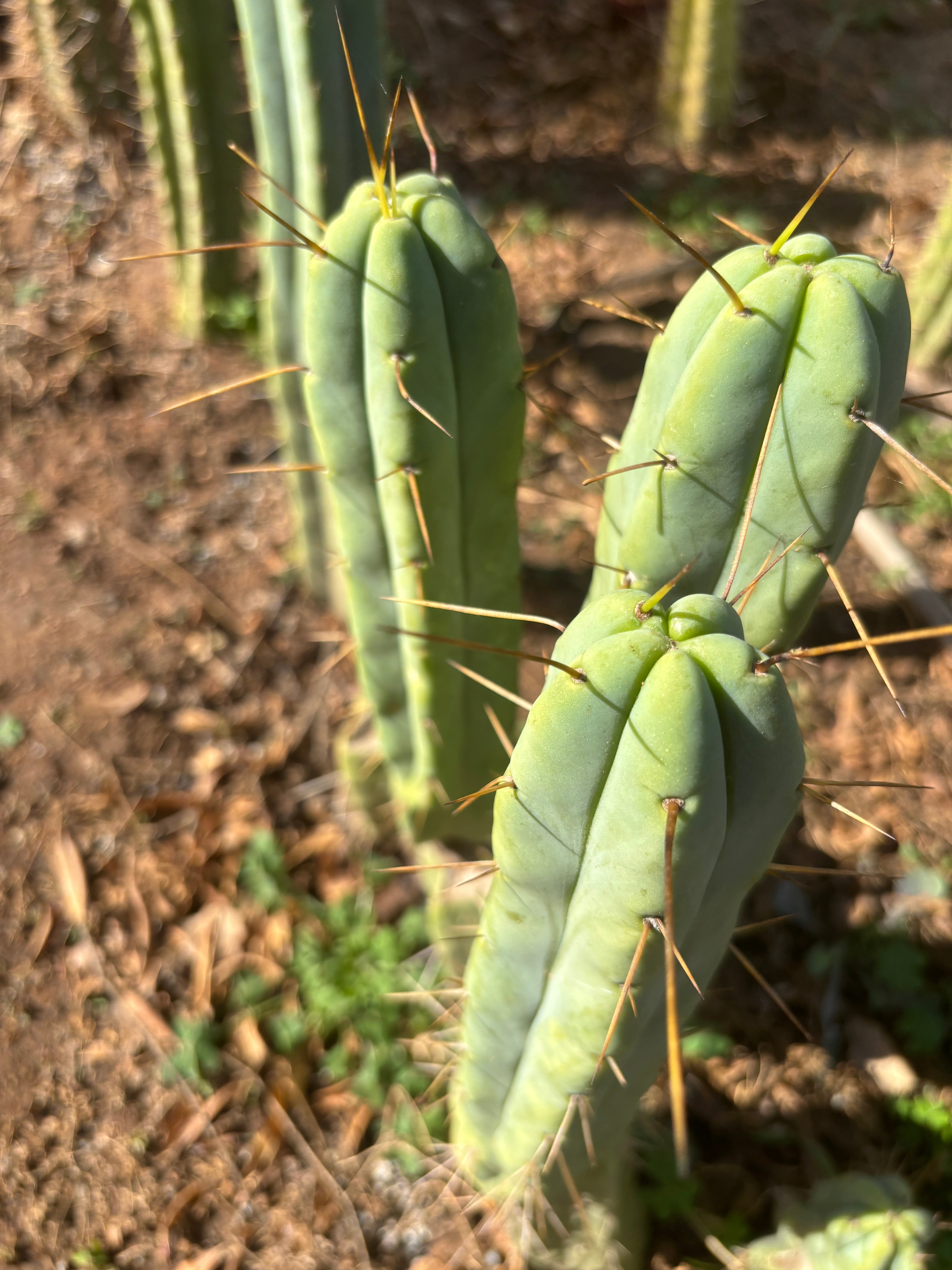 👑🌶️ Exotic Gardens — 10” Pups