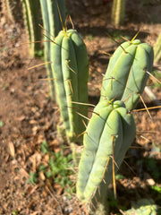 👑🌶️ Exotic Gardens — 10” Pups