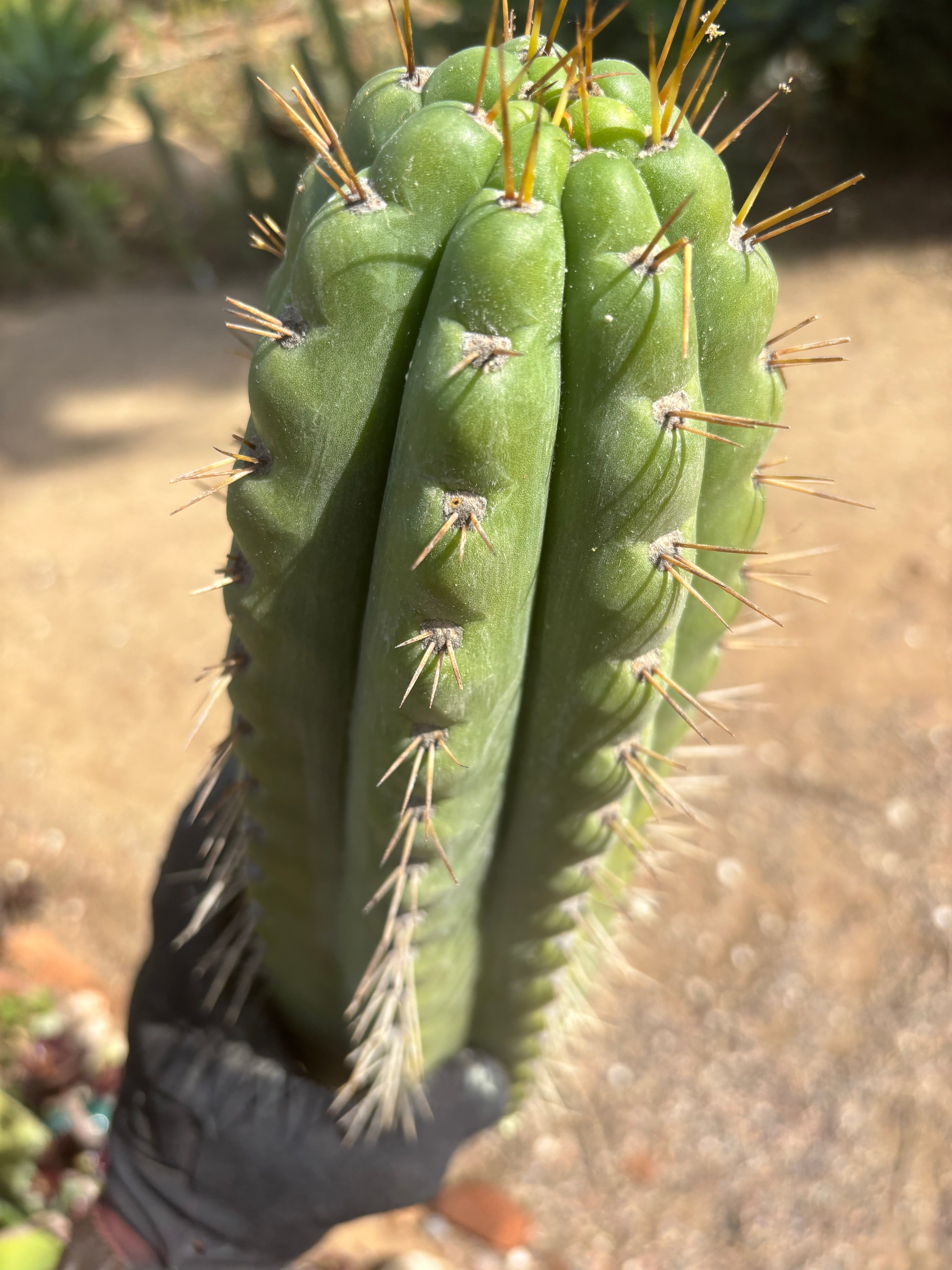 🌶️ SS02 x Kimura’s Spiny Giant   — Massive NOTCHY 14” Mid