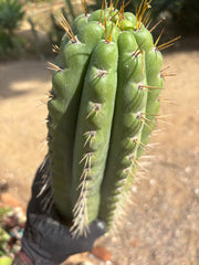 🌶️ SS02 x Kimura’s Spiny Giant   — Massive NOTCHY 14” Mid