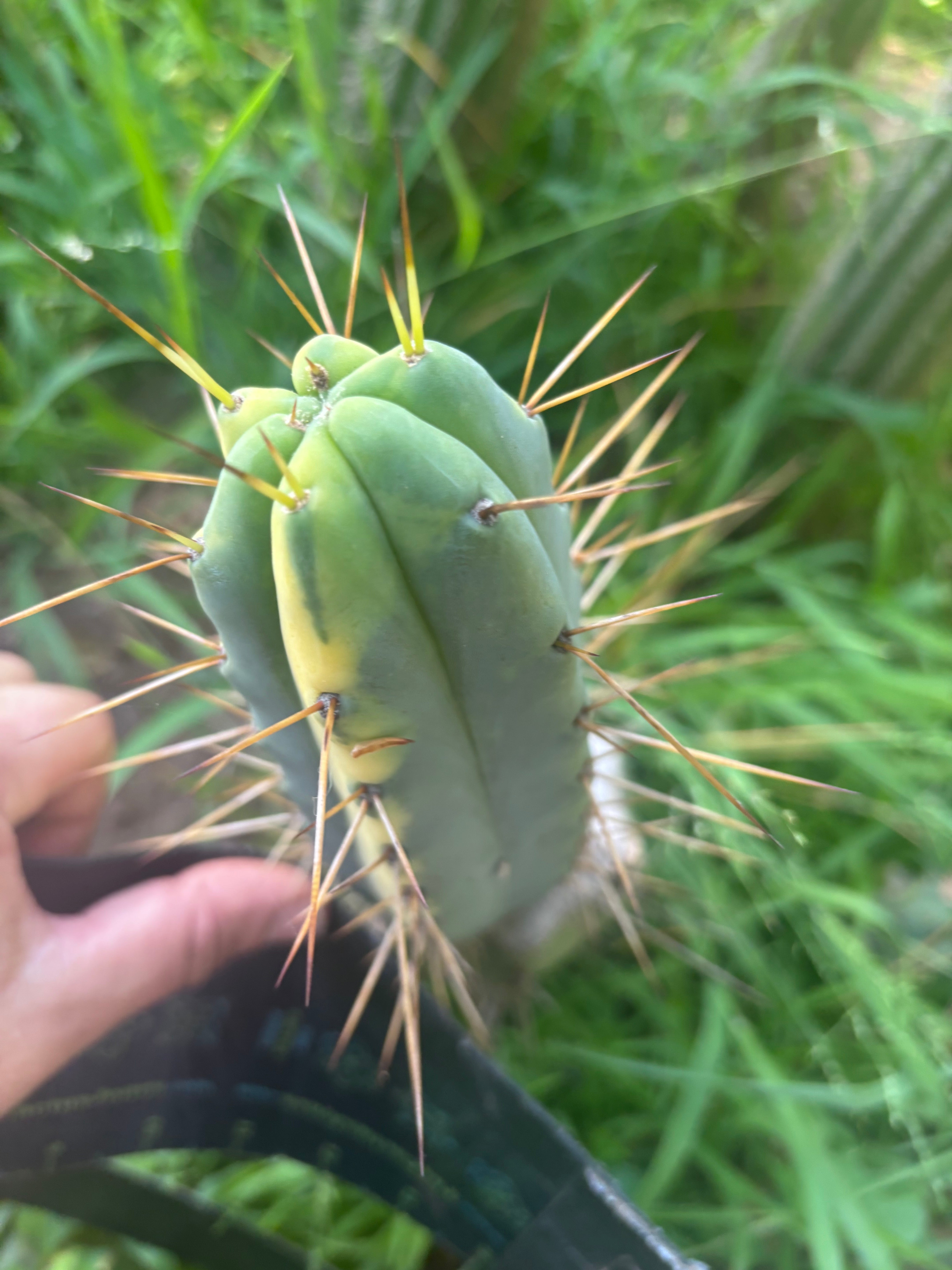 💎💎👑🌶️ MJC01  — 6” Tip