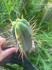 💎💎👑🌶️ MJC01  — 6” Tip