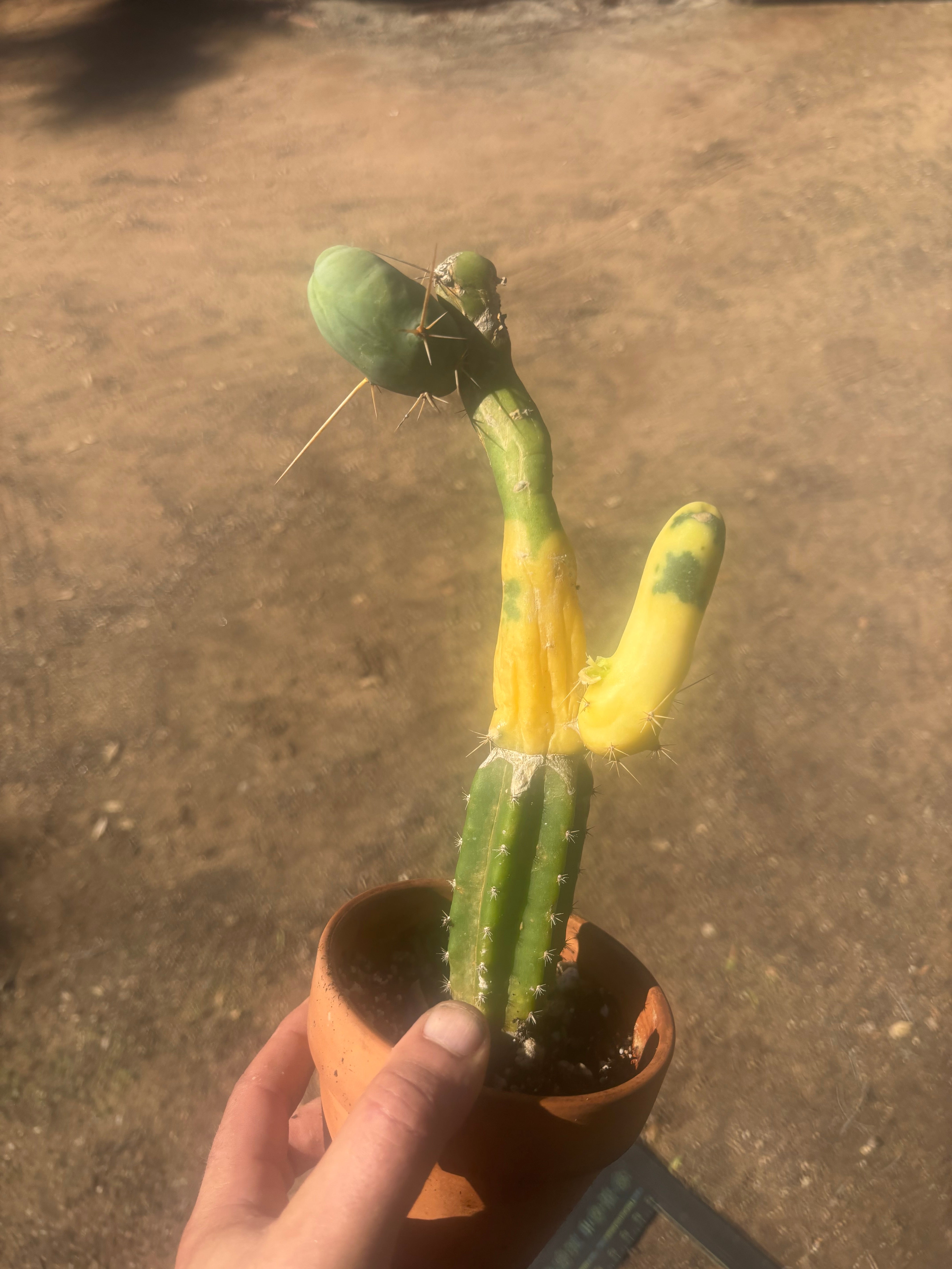 💎👑💎🌶️🌶️ TBM-b Variegated— Long Established Graft on Rooted Stock