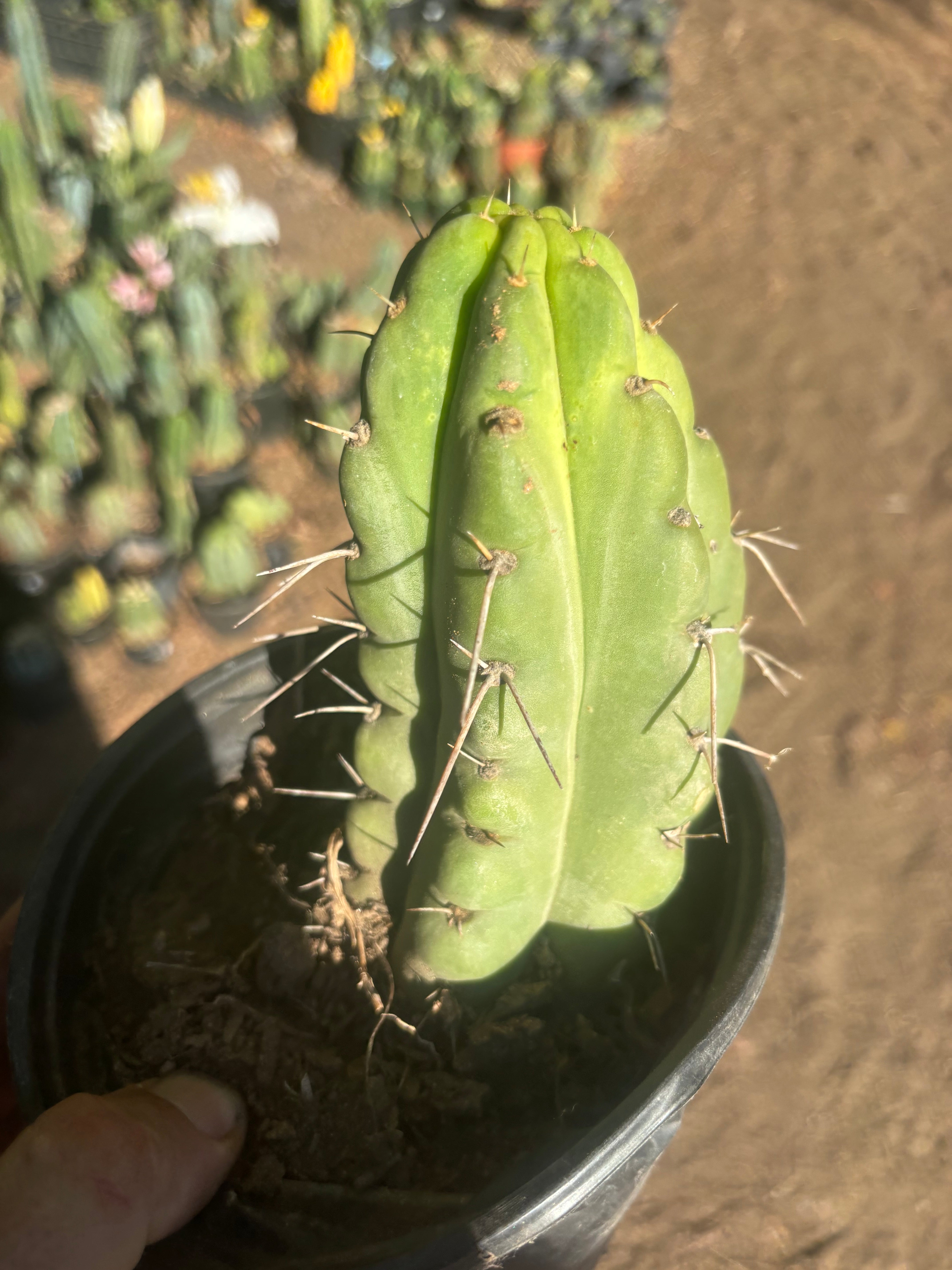 💎🌶️🌶️ NOM — Fully Rooted Grenade