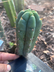 💎👑🌶️🌶️ Austy’s Bomb — 6” Pup