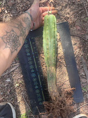 🦄 👑 M Stacker — Rooted Graft