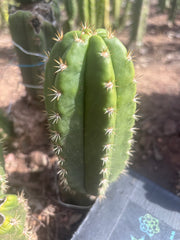 💎👑💎🌶️ CareBear — 6” Pup