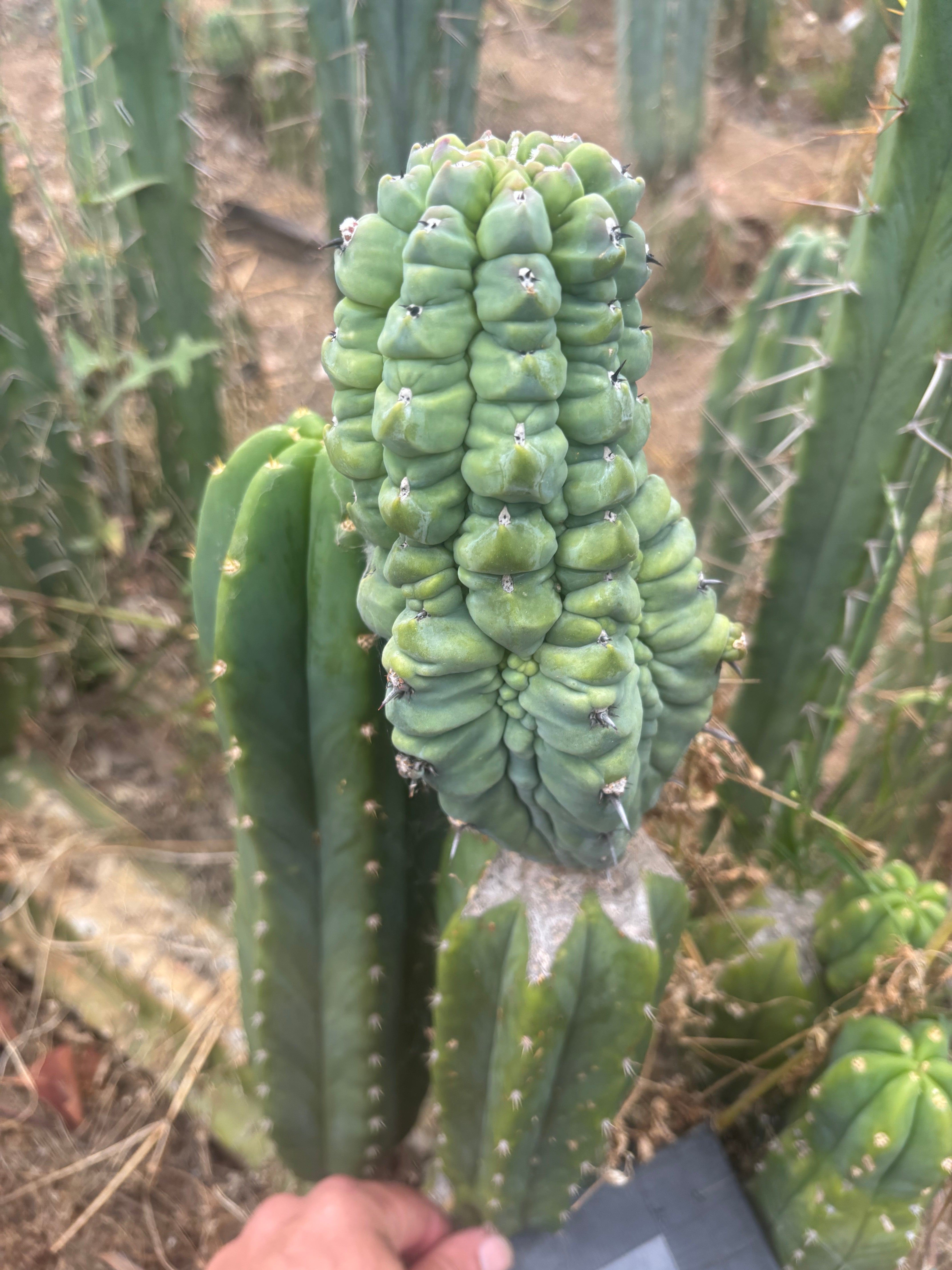 👑💎 Glorp — Another XL Graft