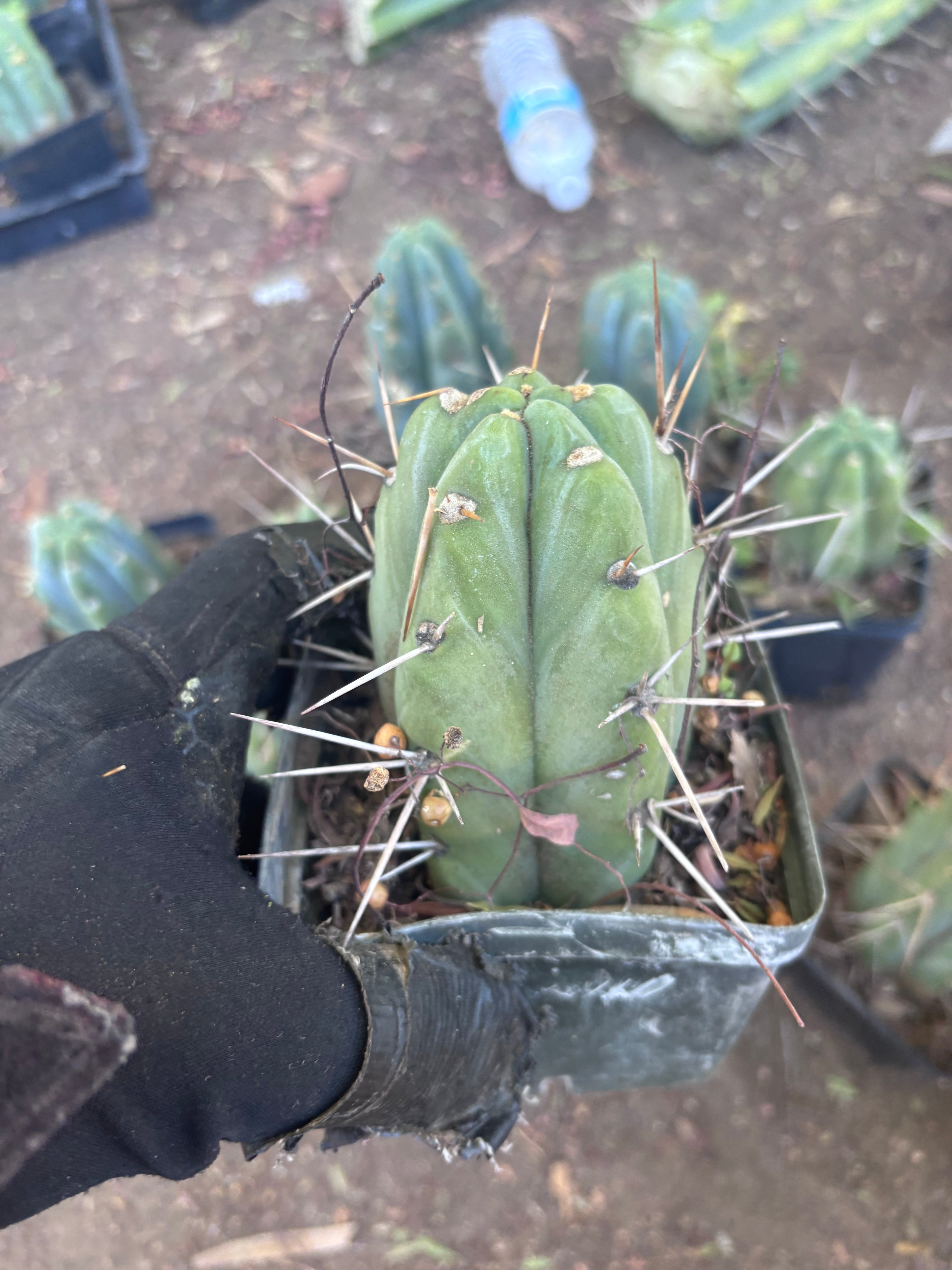 👑🌶️ Jiimz Strong Spine — Rooted Tips