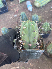 👑🌶️ Jiimz Strong Spine — Rooted Tips