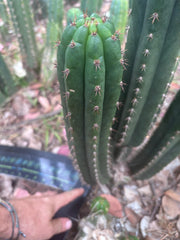 💎👑🌶️ Torres & Torres — 13.5” Pup
