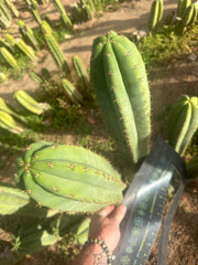 Heynes x Jessica  — XL 14” Tips