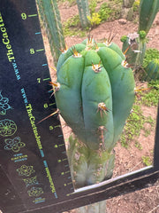 💎👑🌶️💎  Hyperspace Pixie! — 8” Tip