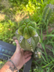 👑🌶️🌶️ KR04 — Fat Tip Graft