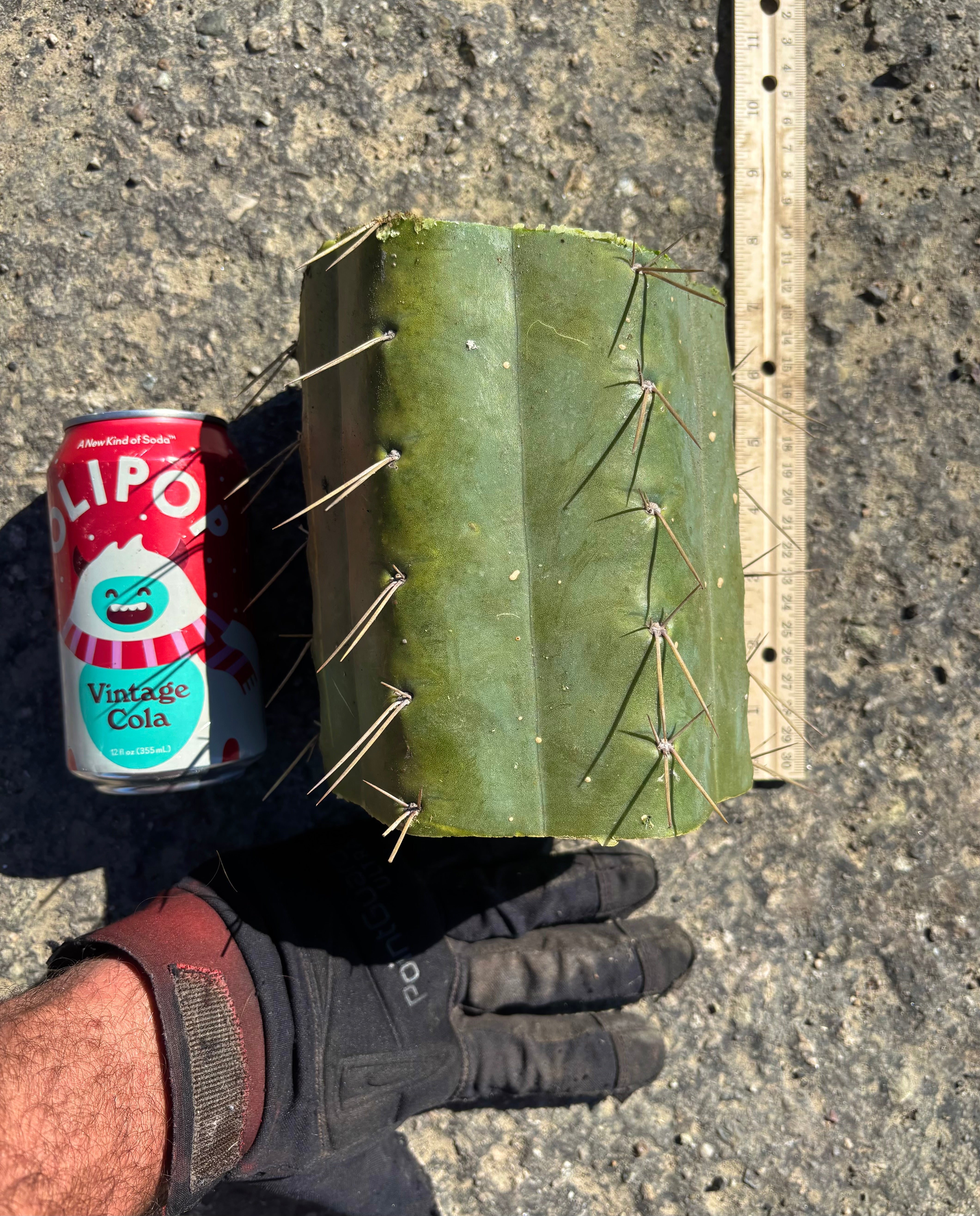 🌶️ SS02 x Yowie — MASSIVE 7” Mids