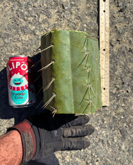 🌶️ SS02 x Yowie — MASSIVE 7” Mids