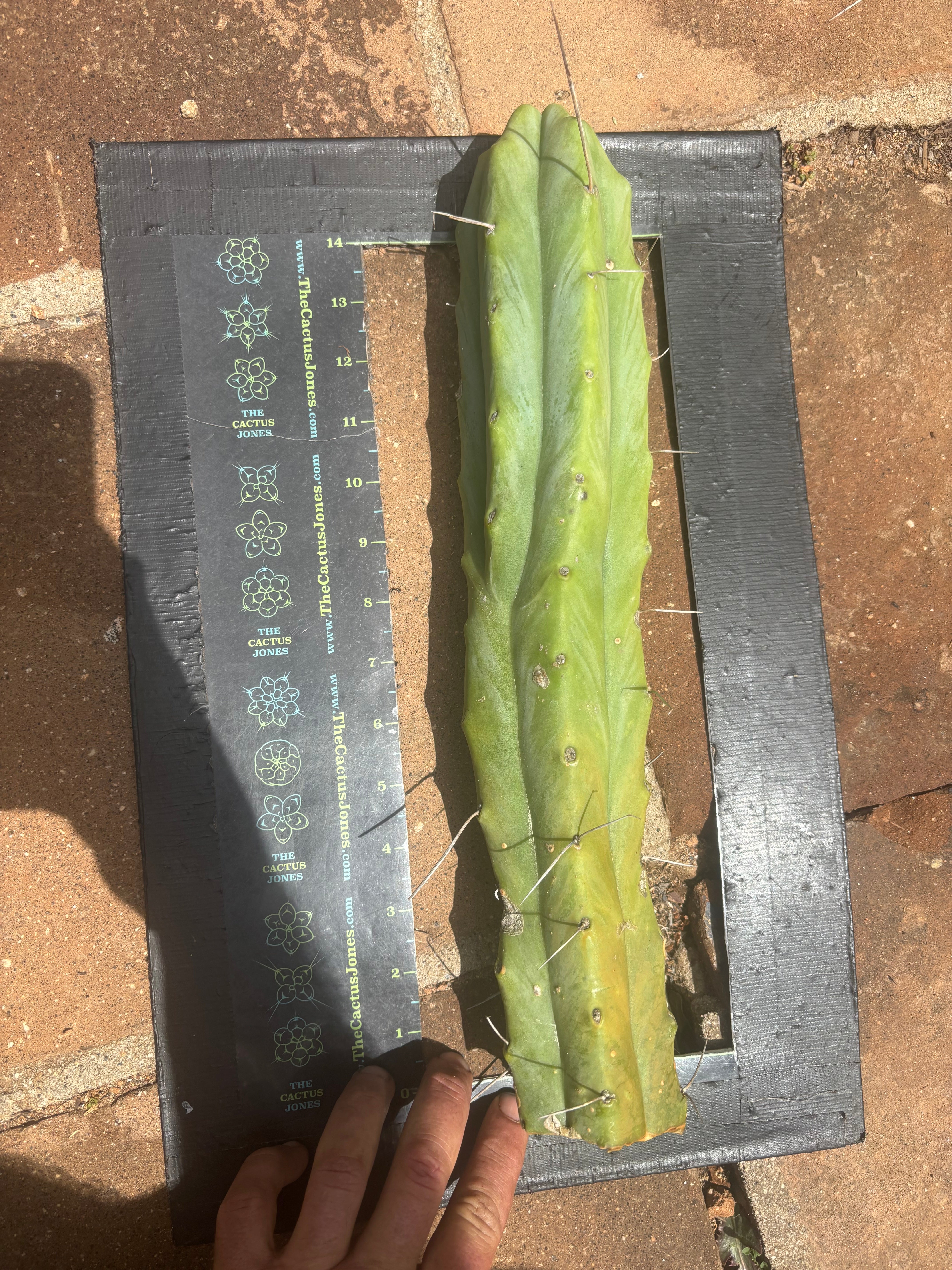 👑🌶️🌶️  Jiimz Twin Spine — XL Mature 15” Tips (Restocked Again)