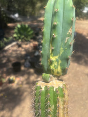💎👑🔰 VFV — Ventucky x Fillmore Variegated — Rooted Slab Graft w/ Big Pup
