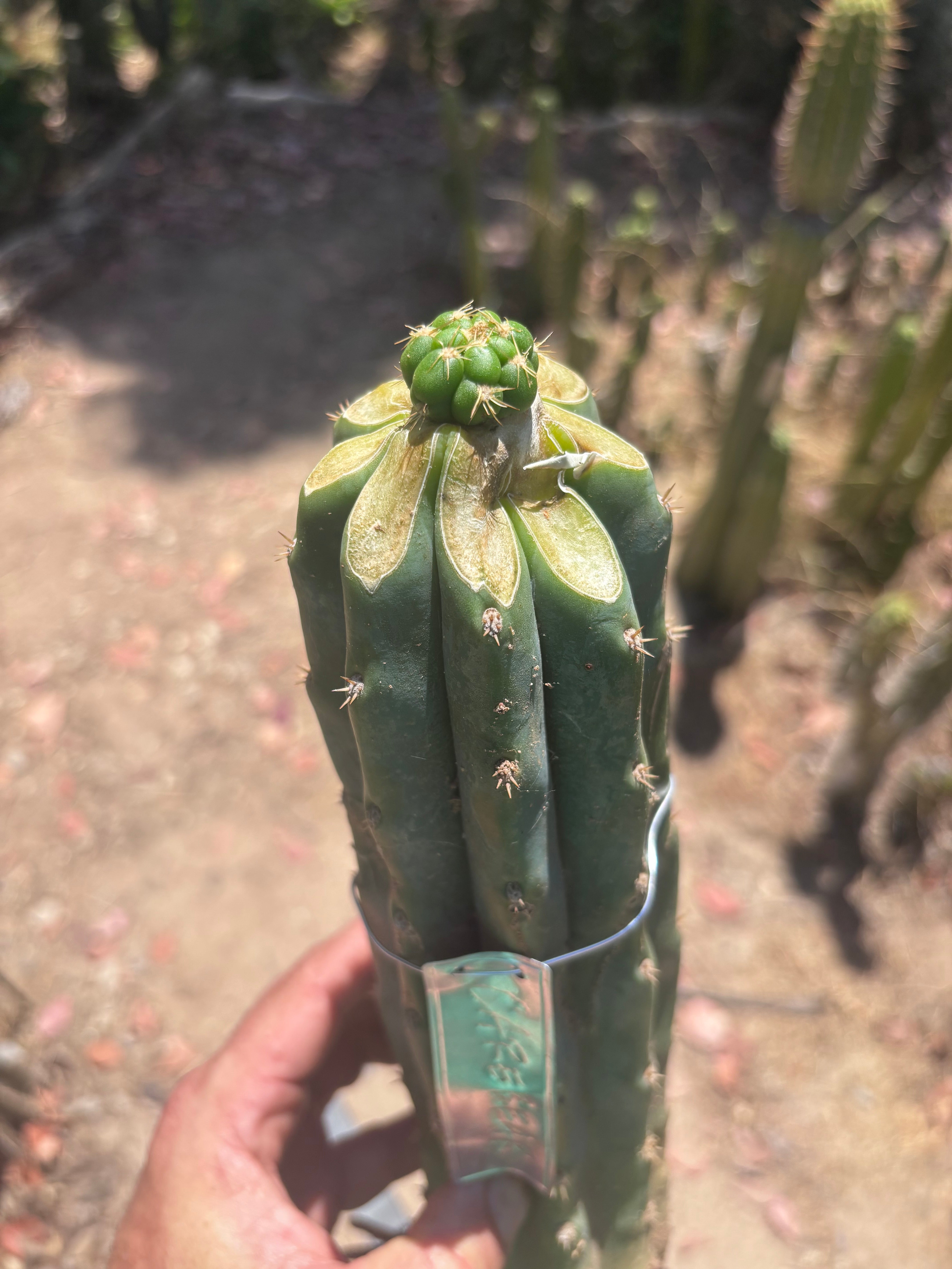 💎👑💎🌶️ CareBear — Fat Rooted Graft