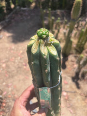 💎👑💎🌶️ CareBear — Fat Rooted Graft