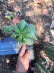 👑🌶️🌶️ Landfill — Another 10” Pup